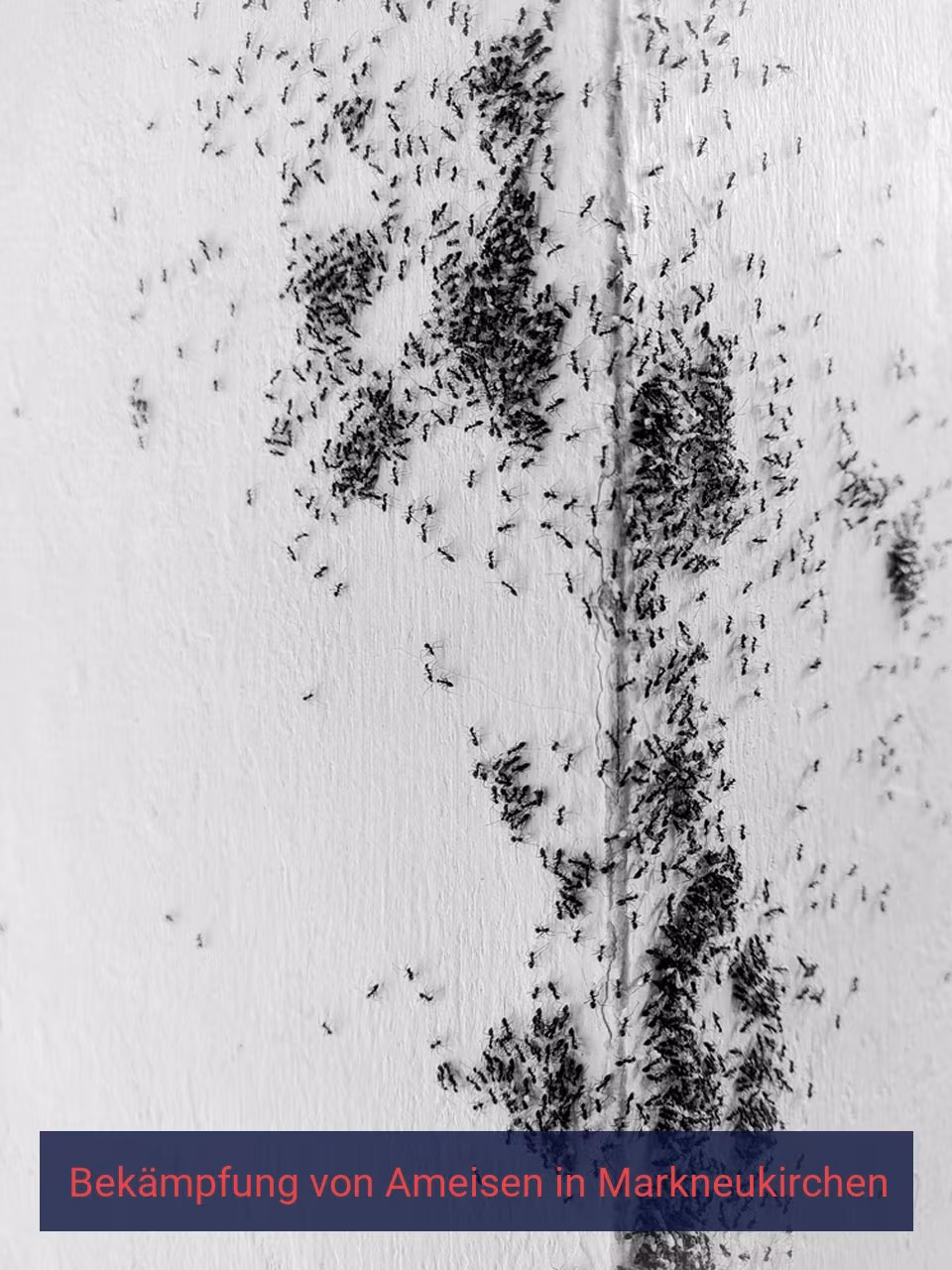 Bekämpfung von Ameisen {Stadt(city_name)