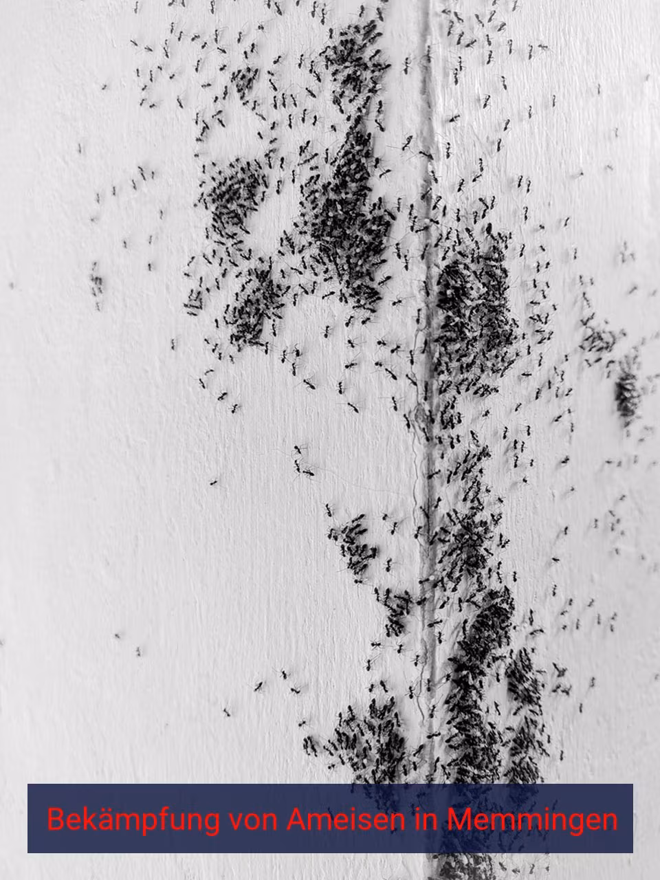 Bekämpfung von Ameisen {Stadt(city_name)