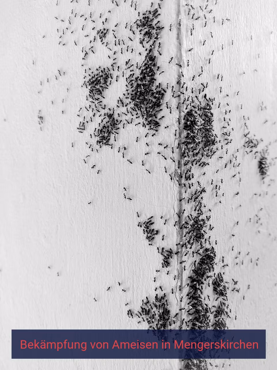 Bekämpfung von Ameisen {Stadt(city_name)