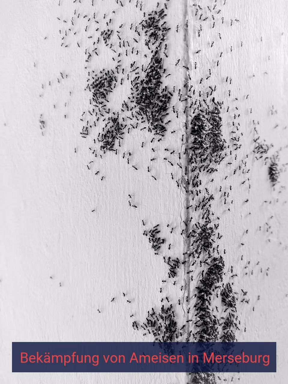 Bekämpfung von Ameisen {Stadt(city_name)