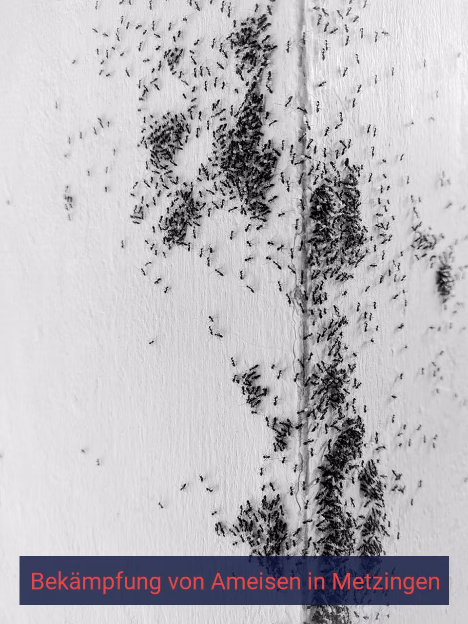 Bekämpfung von Ameisen {Stadt(city_name)