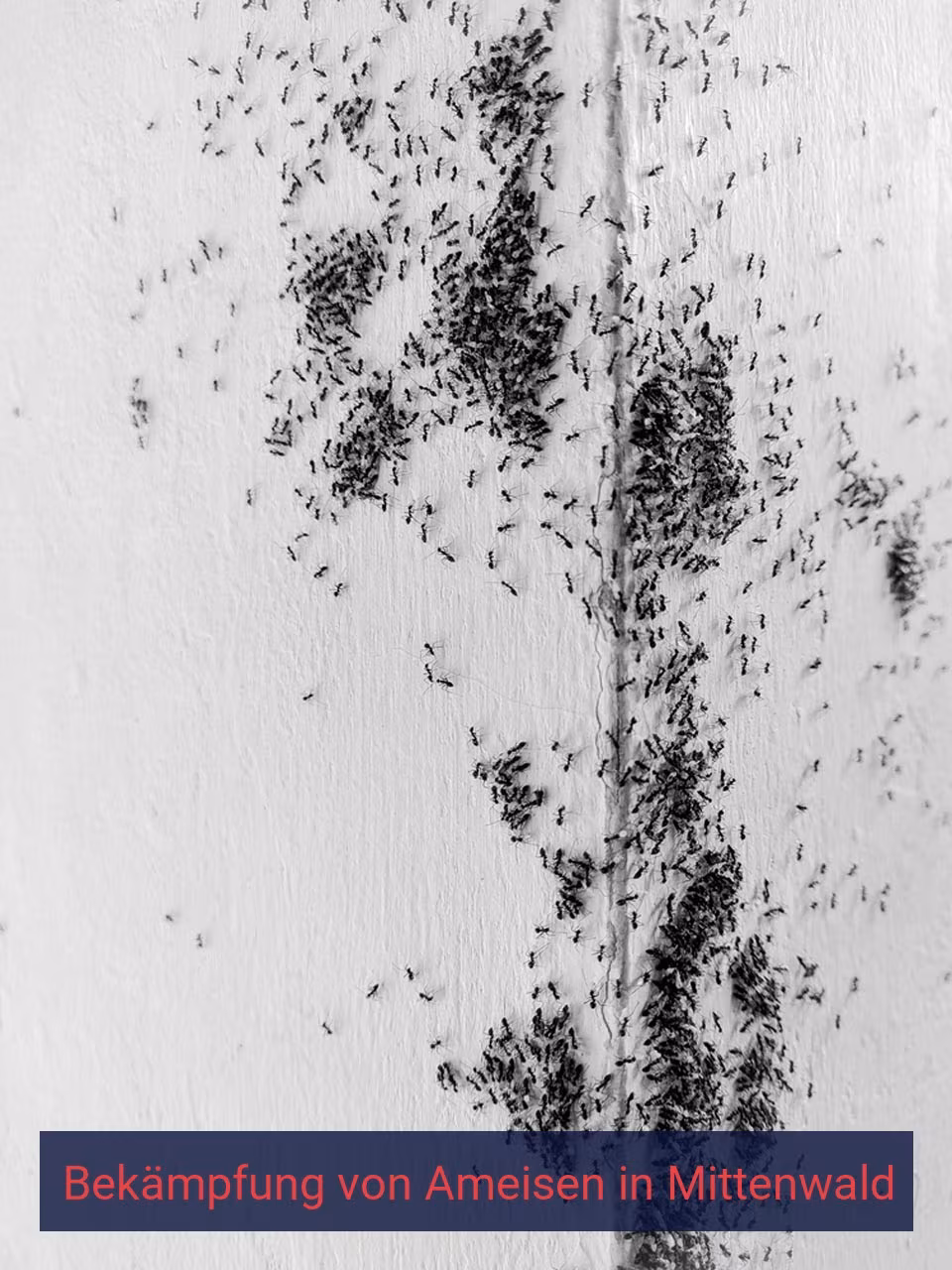 Bekämpfung von Ameisen {Stadt(city_name)