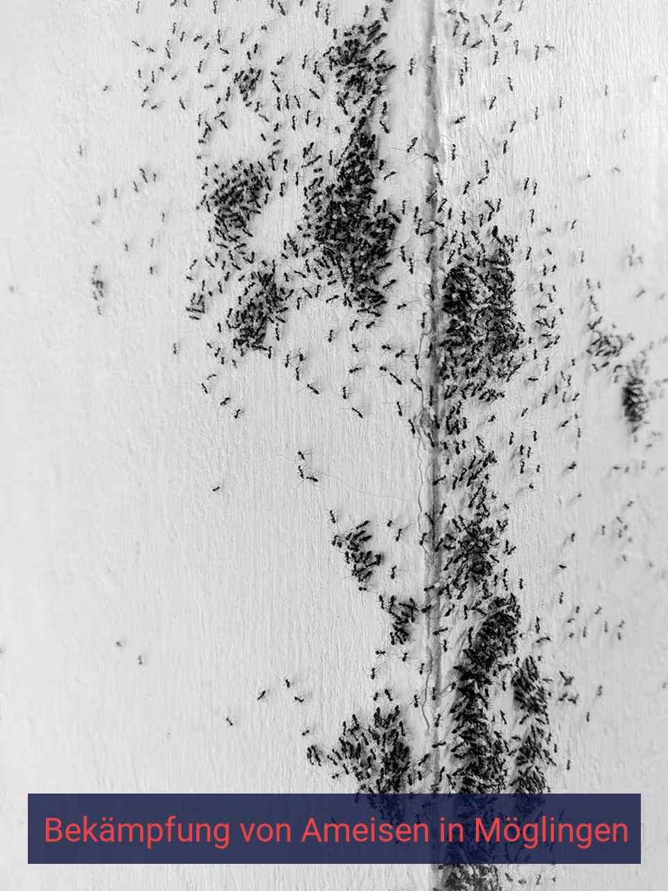 Bekämpfung von Ameisen {Stadt(city_name)