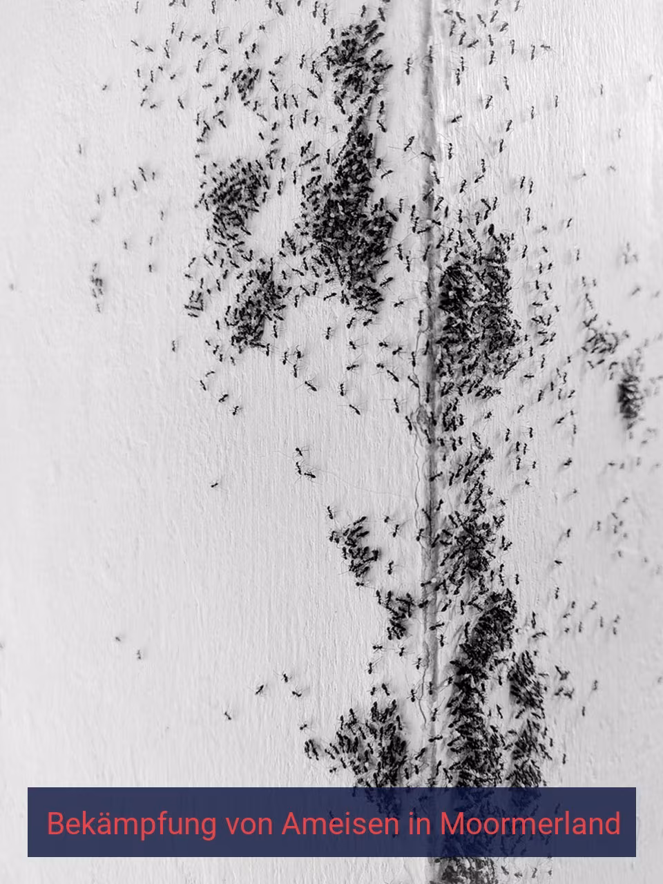 Bekämpfung von Ameisen {Stadt(city_name)