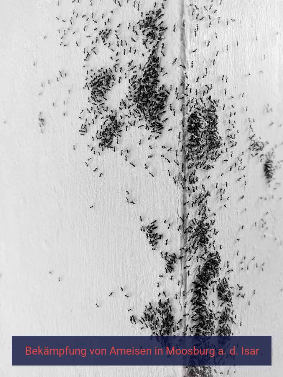 Bekämpfung von Ameisen {Stadt(city_name)