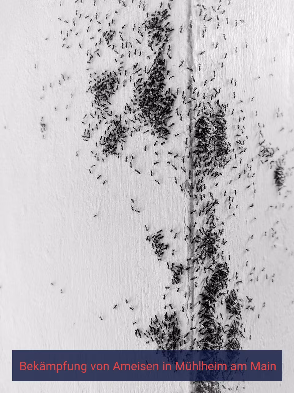 Bekämpfung von Ameisen {Stadt(city_name)