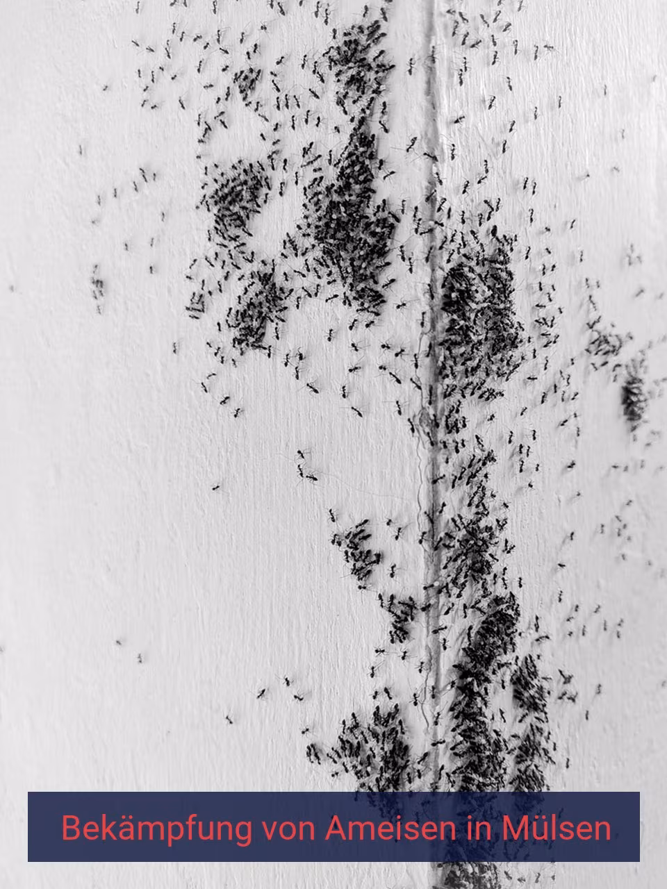 Bekämpfung von Ameisen {Stadt(city_name)