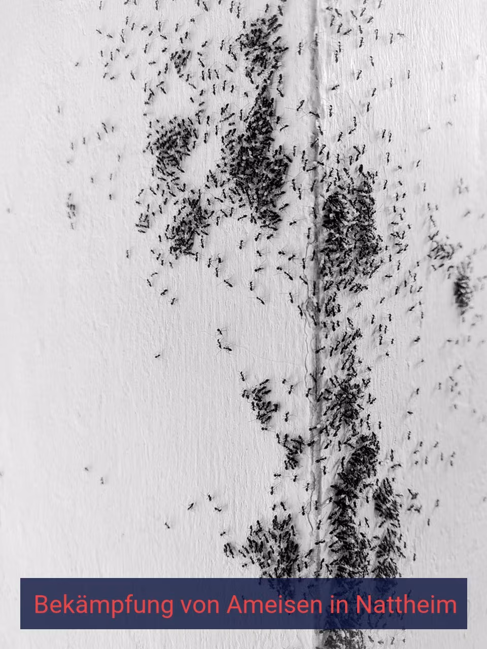 Bekämpfung von Ameisen {Stadt(city_name)