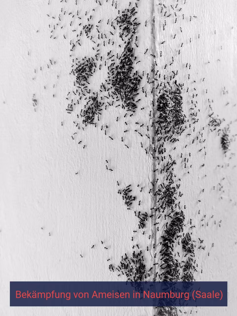 Bekämpfung von Ameisen {Stadt(city_name)