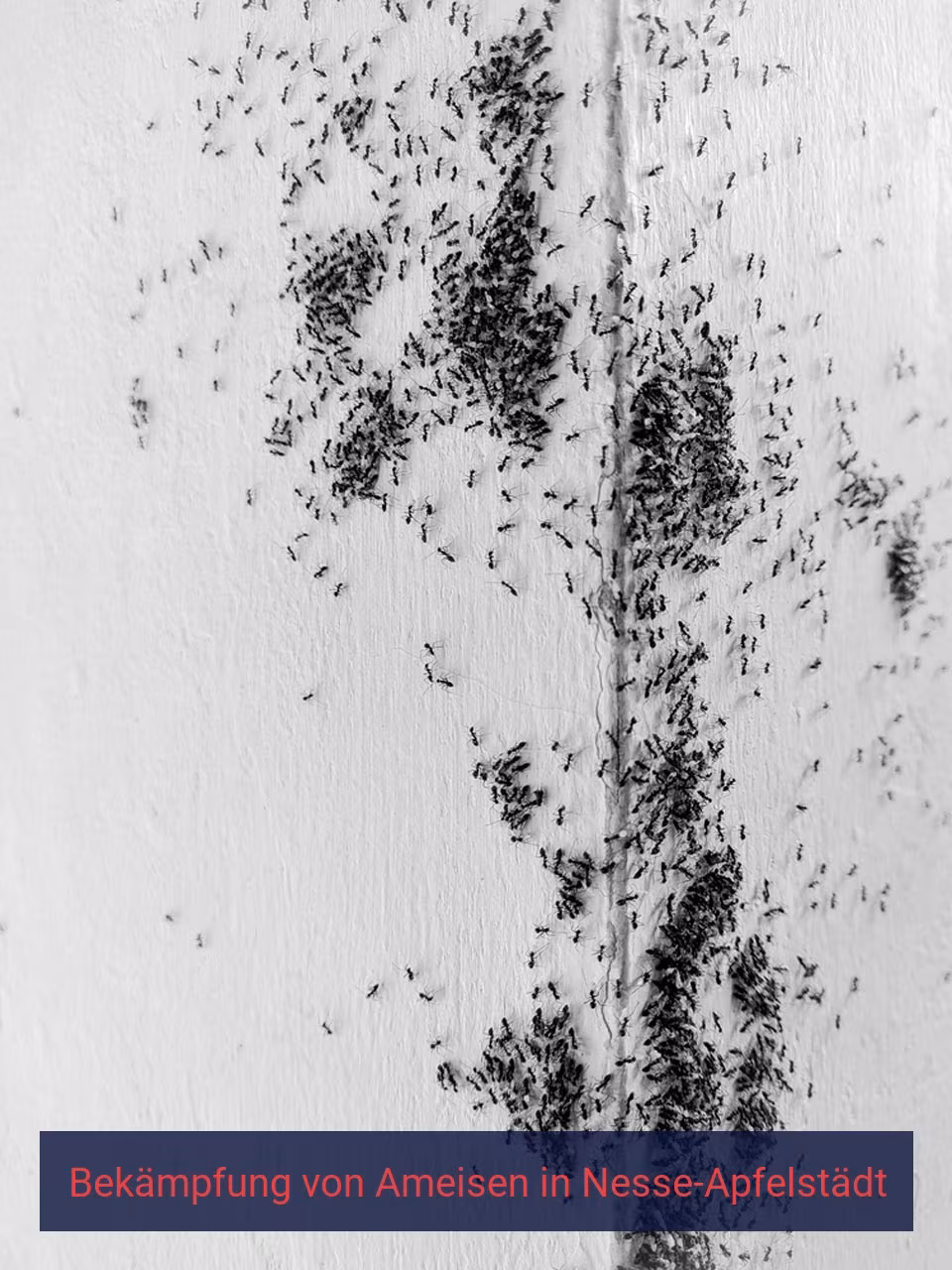Bekämpfung von Ameisen {Stadt(city_name)