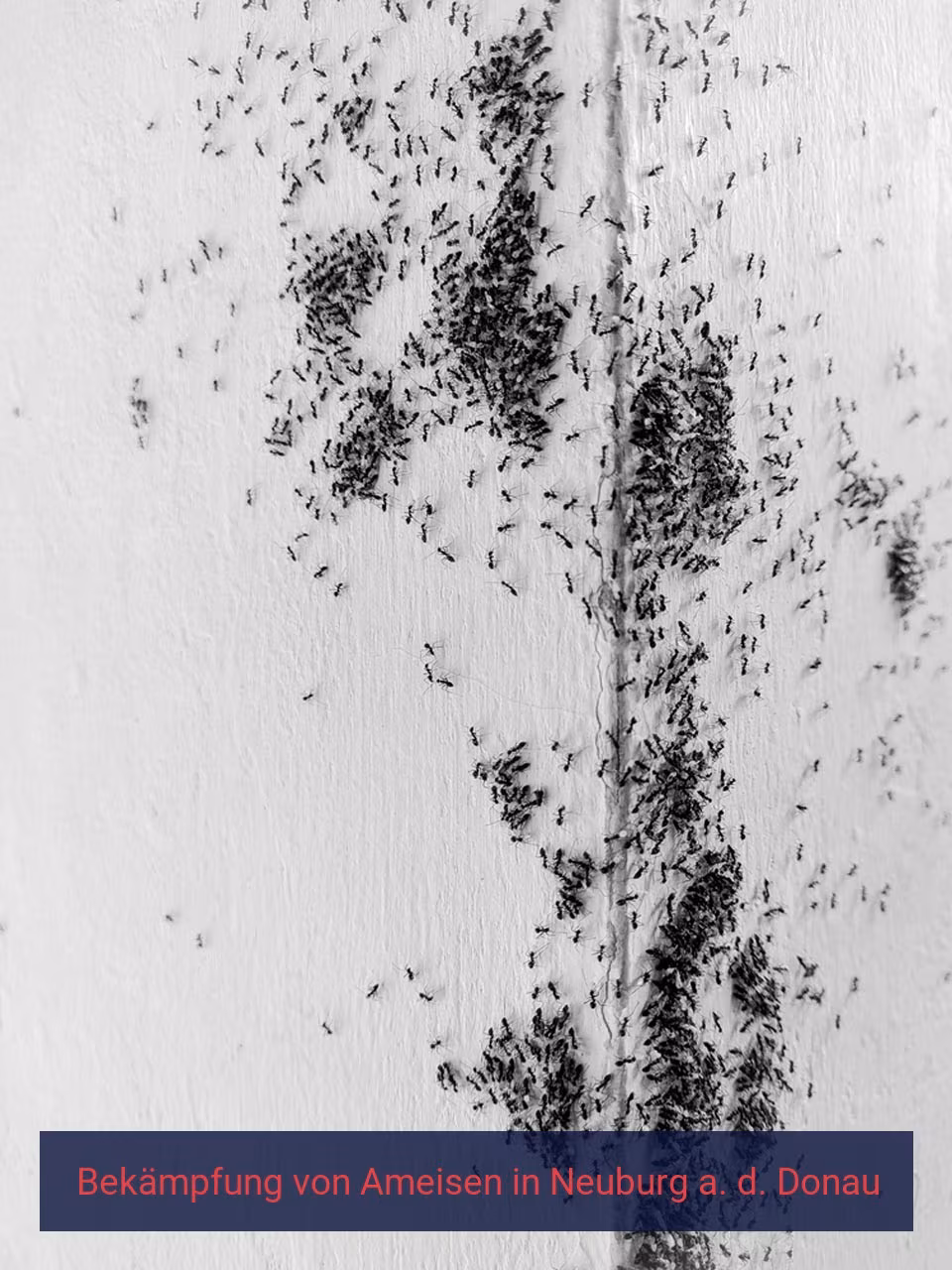 Bekämpfung von Ameisen {Stadt(city_name)