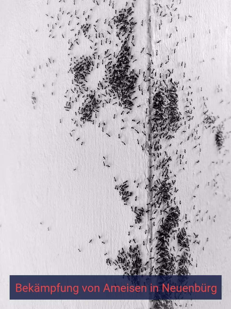 Bekämpfung von Ameisen {Stadt(city_name)