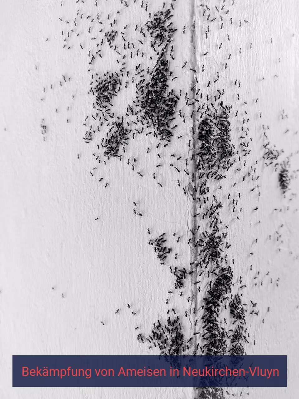 Bekämpfung von Ameisen {Stadt(city_name)