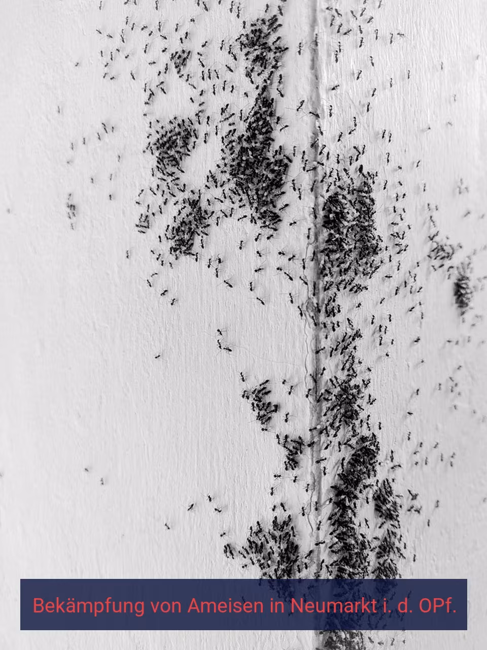 Bekämpfung von Ameisen {Stadt(city_name)