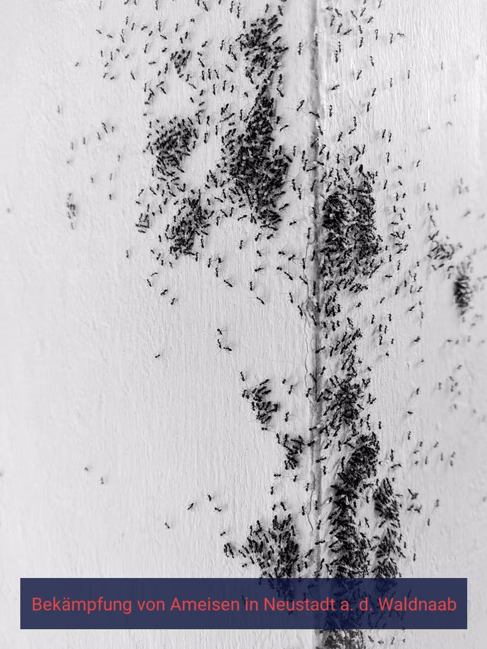 Bekämpfung von Ameisen {Stadt(city_name)