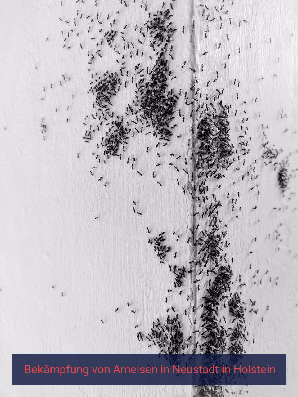 Bekämpfung von Ameisen {Stadt(city_name)