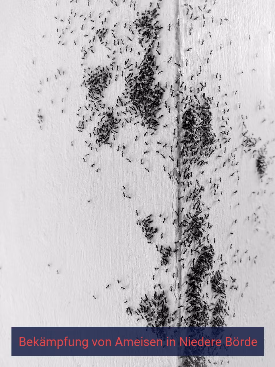Bekämpfung von Ameisen {Stadt(city_name)