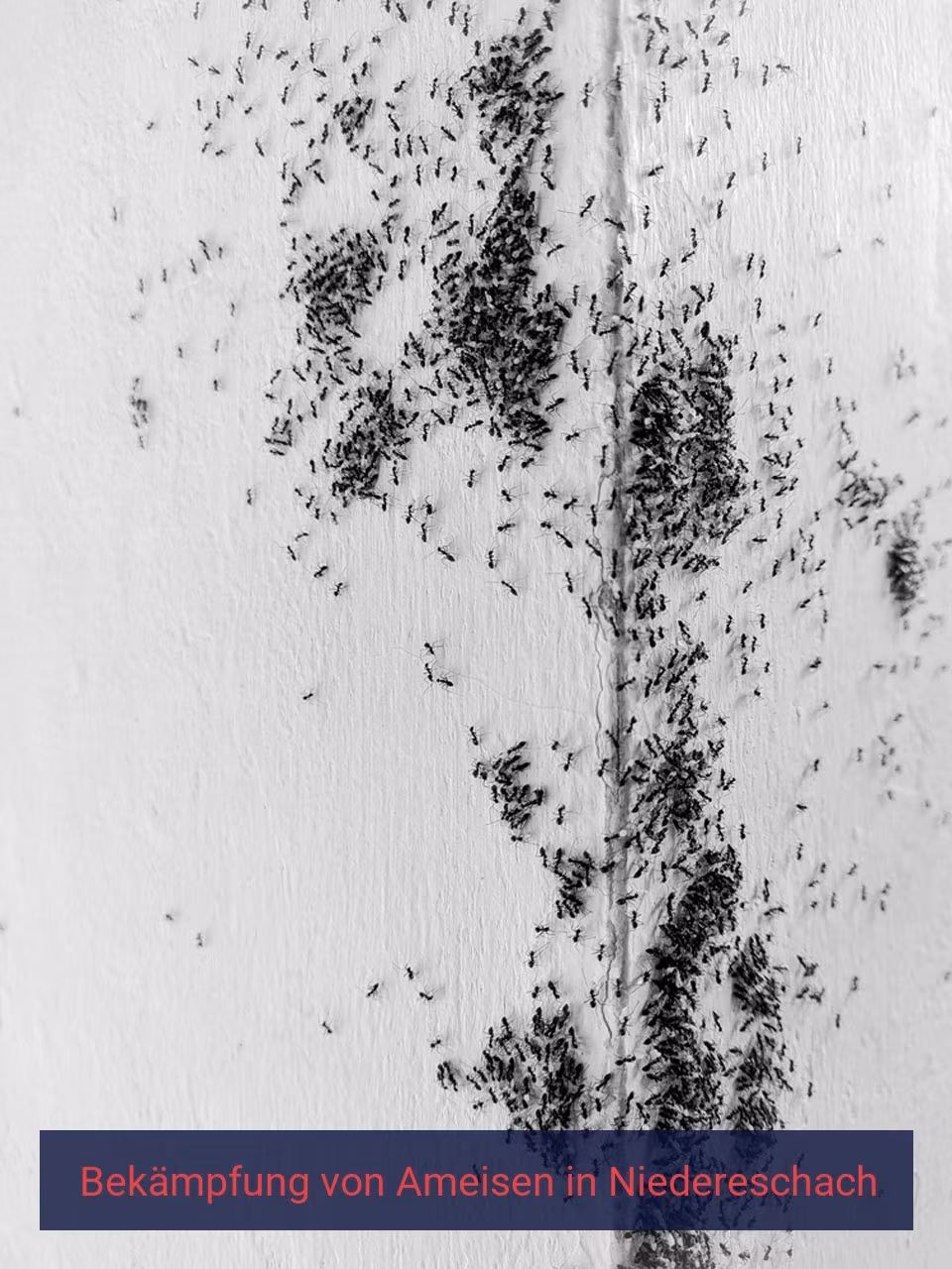 Bekämpfung von Ameisen {Stadt(city_name)