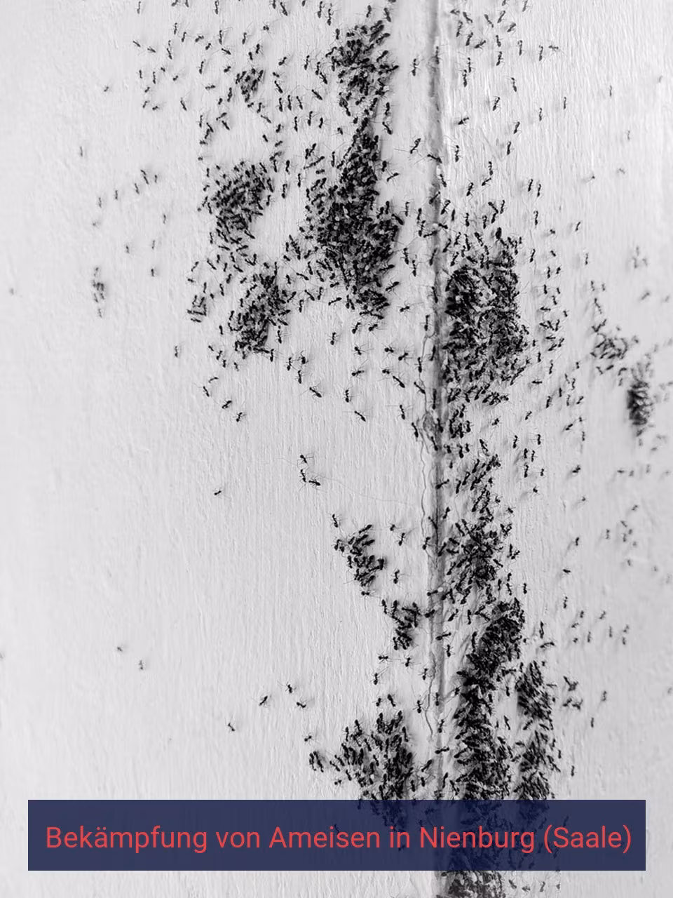 Bekämpfung von Ameisen {Stadt(city_name)