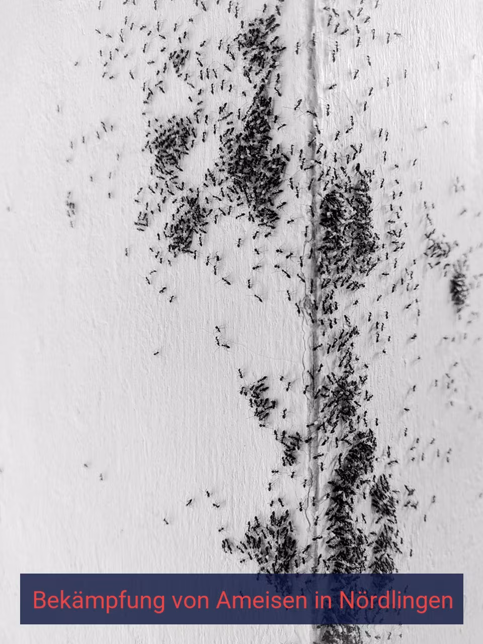 Bekämpfung von Ameisen {Stadt(city_name)
