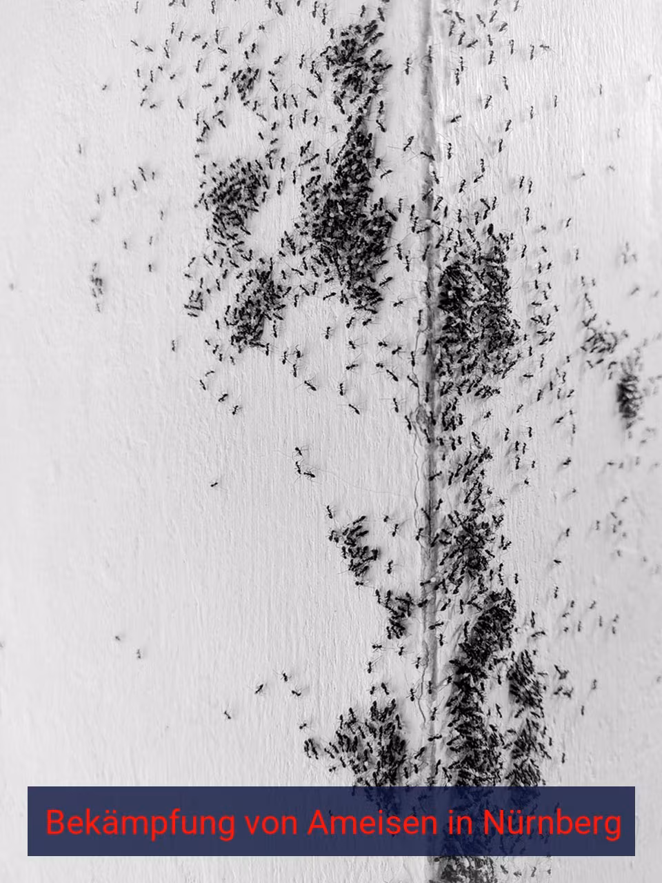 Bekämpfung von Ameisen {Stadt(city_name)