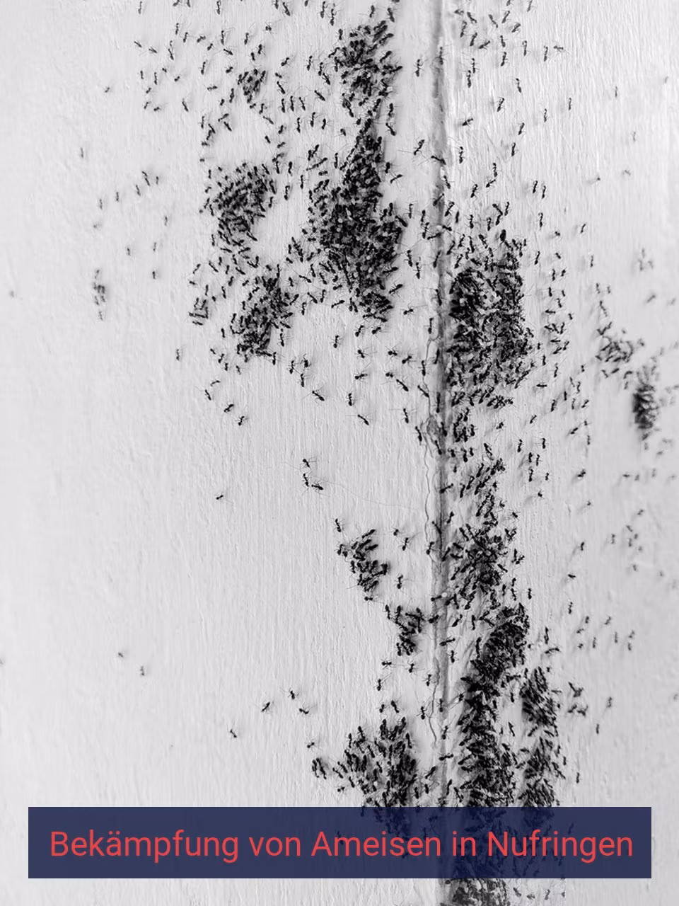Bekämpfung von Ameisen {Stadt(city_name)