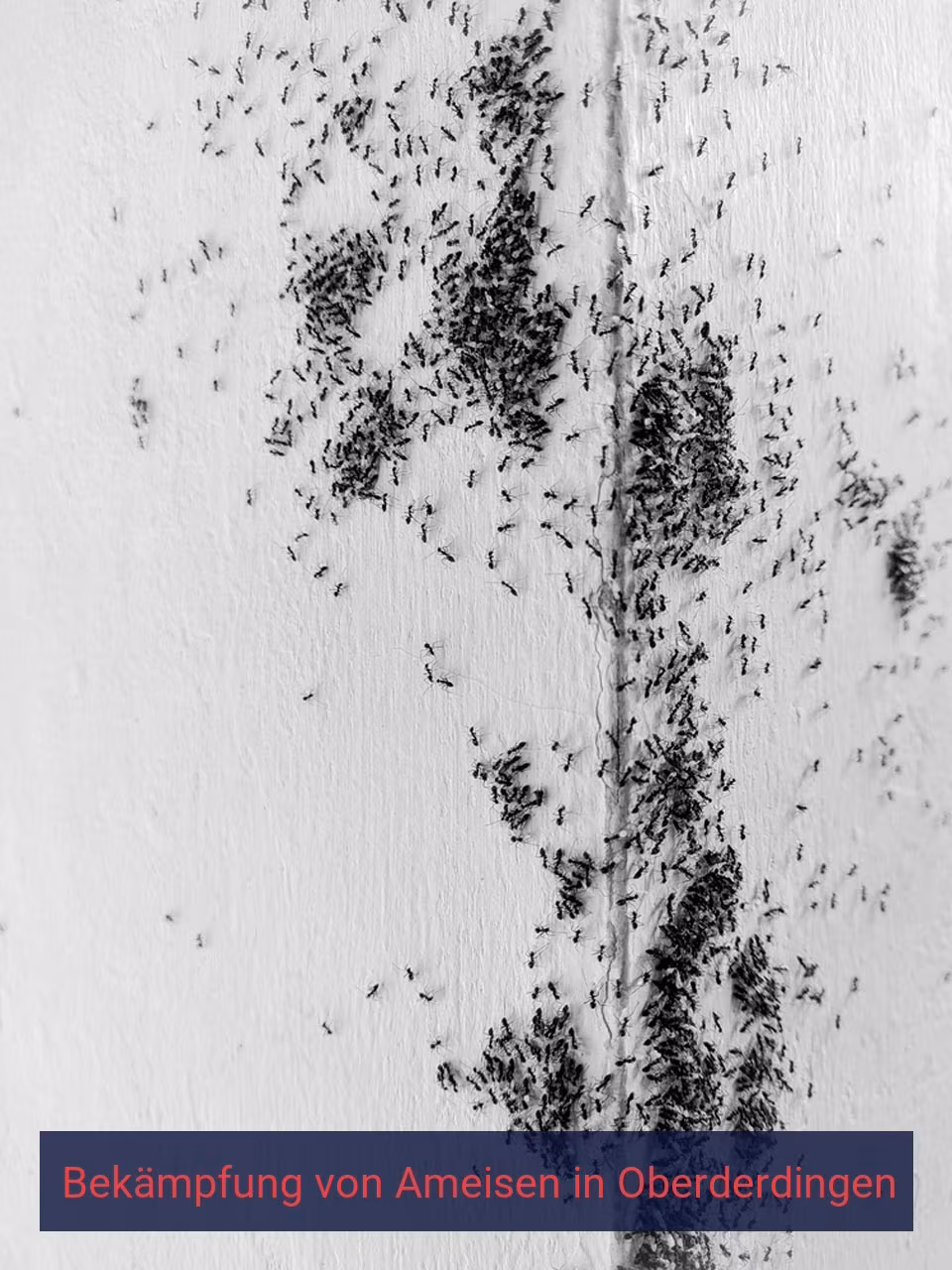 Bekämpfung von Ameisen {Stadt(city_name)