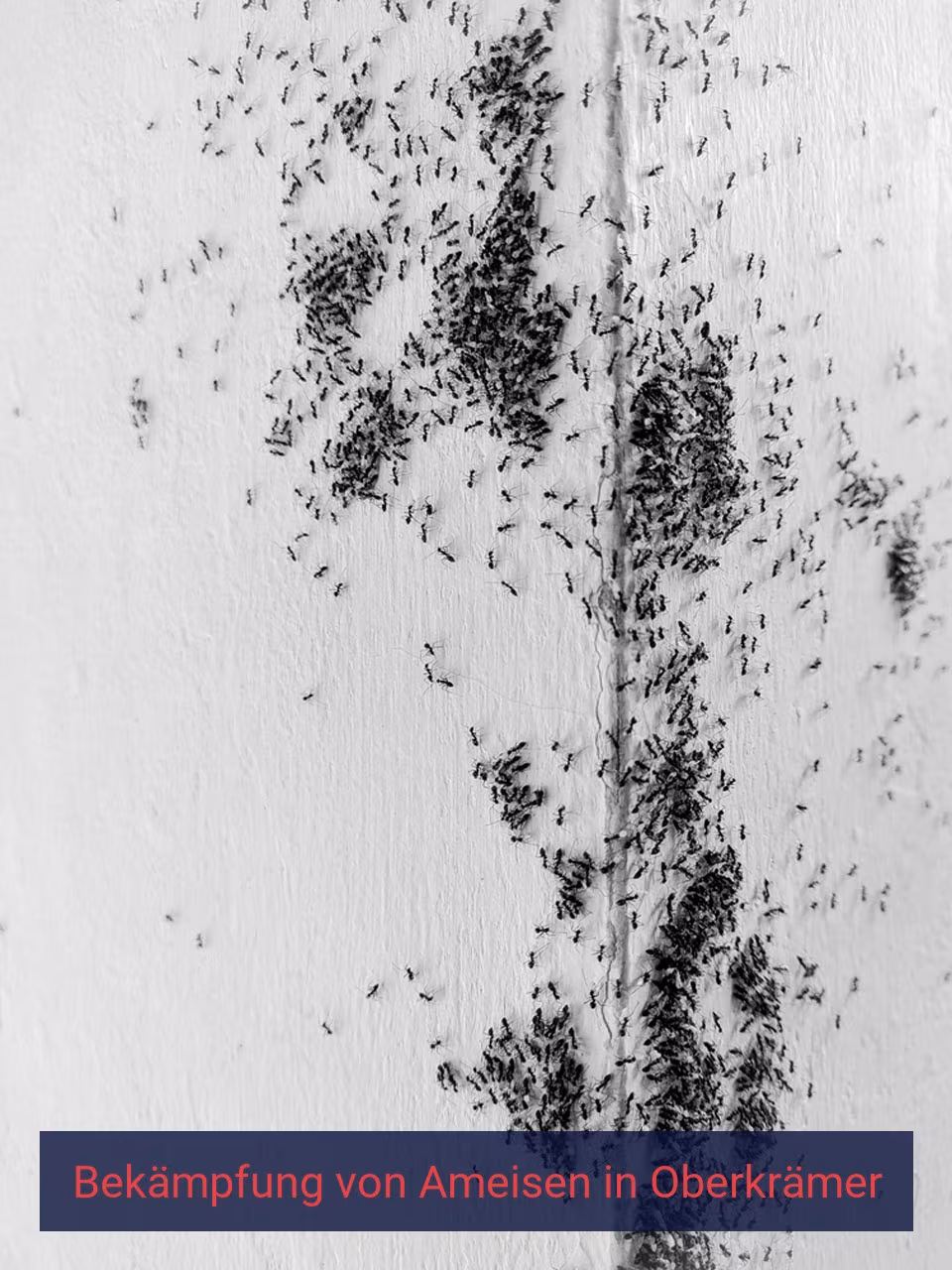Bekämpfung von Ameisen {Stadt(city_name)