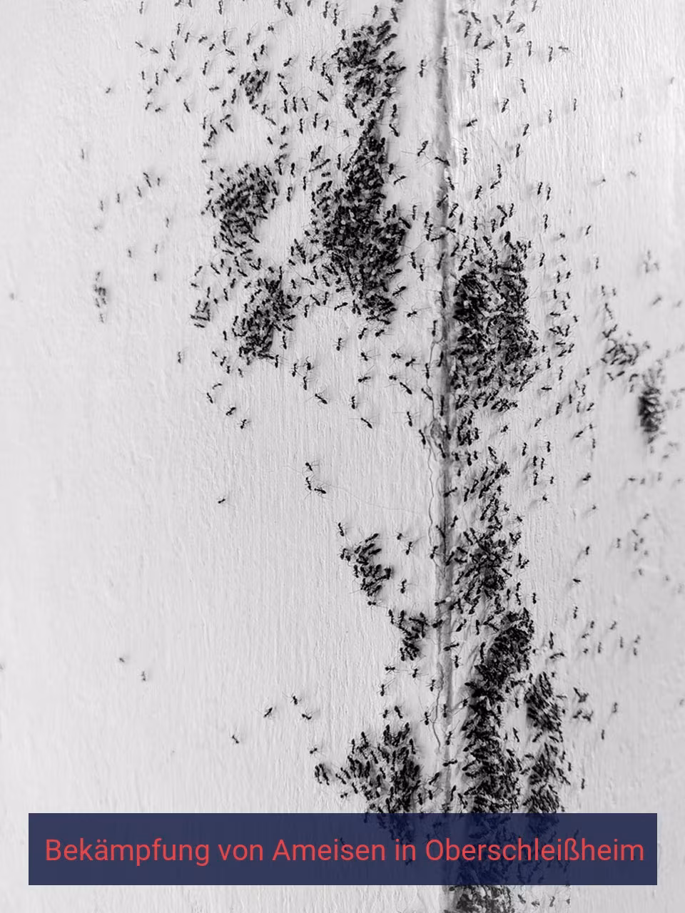 Bekämpfung von Ameisen {Stadt(city_name)