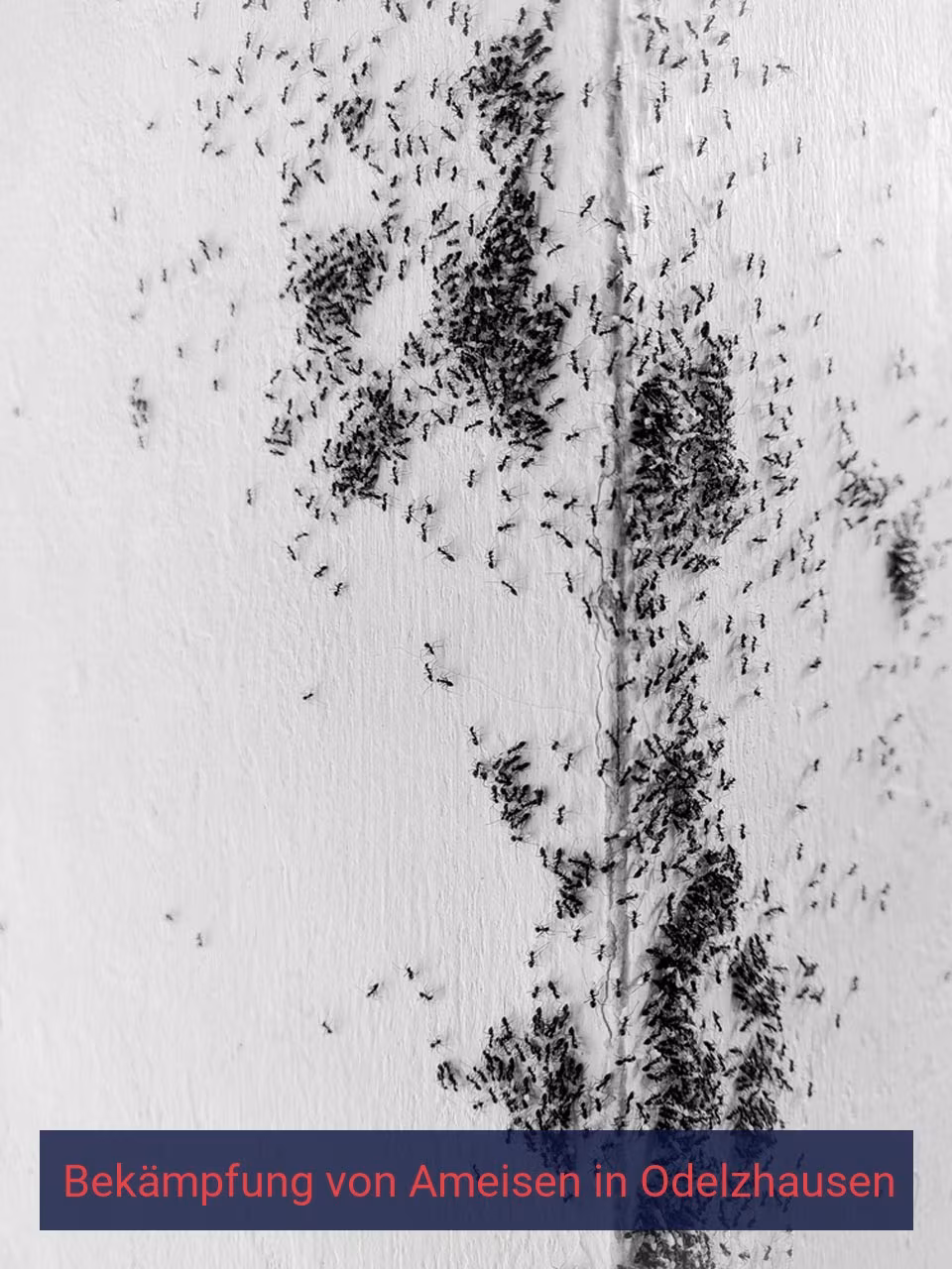 Bekämpfung von Ameisen {Stadt(city_name)