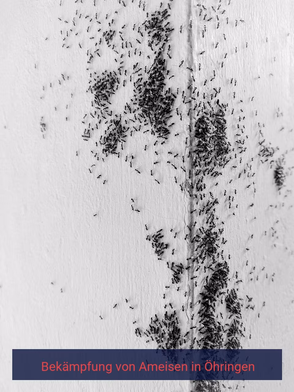 Bekämpfung von Ameisen {Stadt(city_name)
