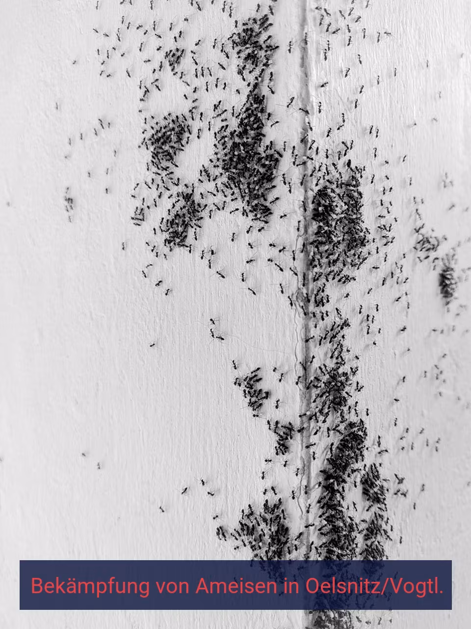 Bekämpfung von Ameisen {Stadt(city_name)