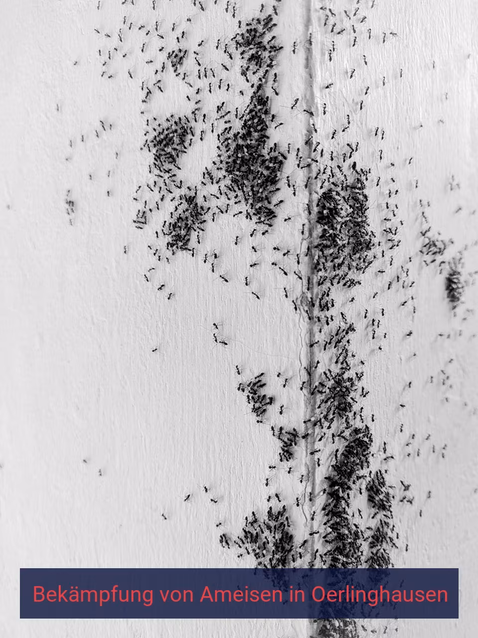 Bekämpfung von Ameisen {Stadt(city_name)