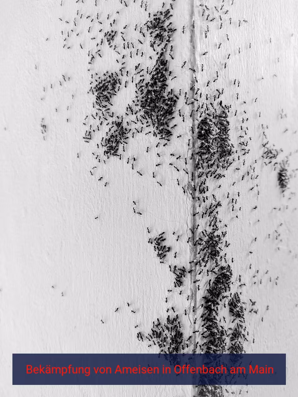 Bekämpfung von Ameisen {Stadt(city_name)