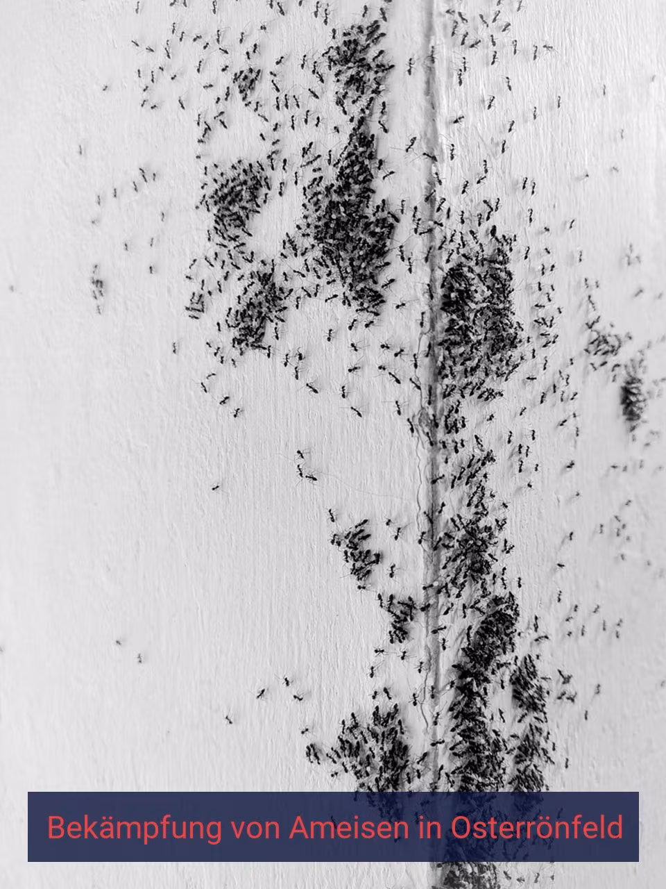 Bekämpfung von Ameisen {Stadt(city_name)
