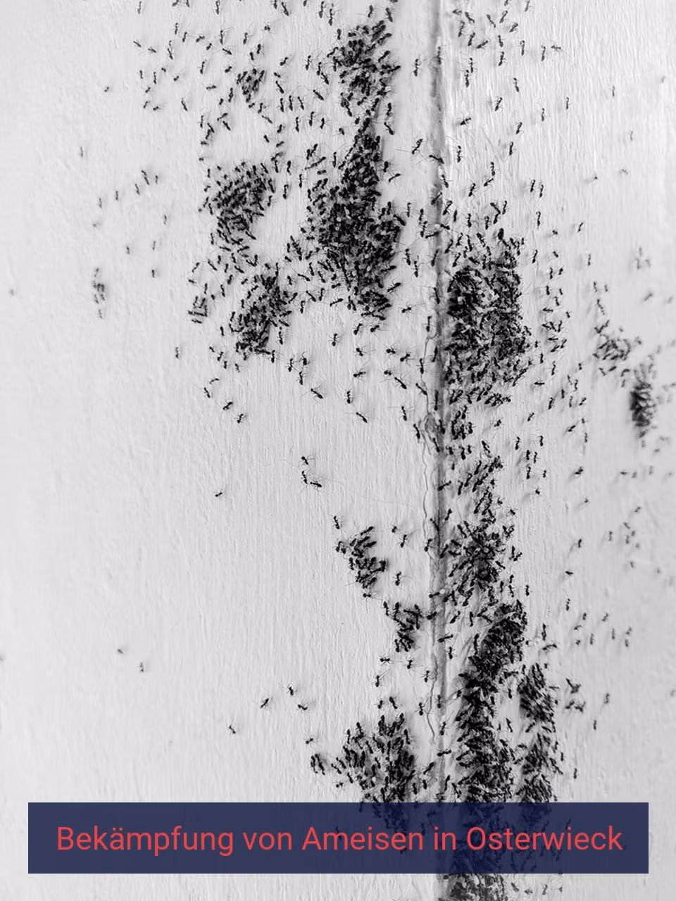 Bekämpfung von Ameisen {Stadt(city_name)