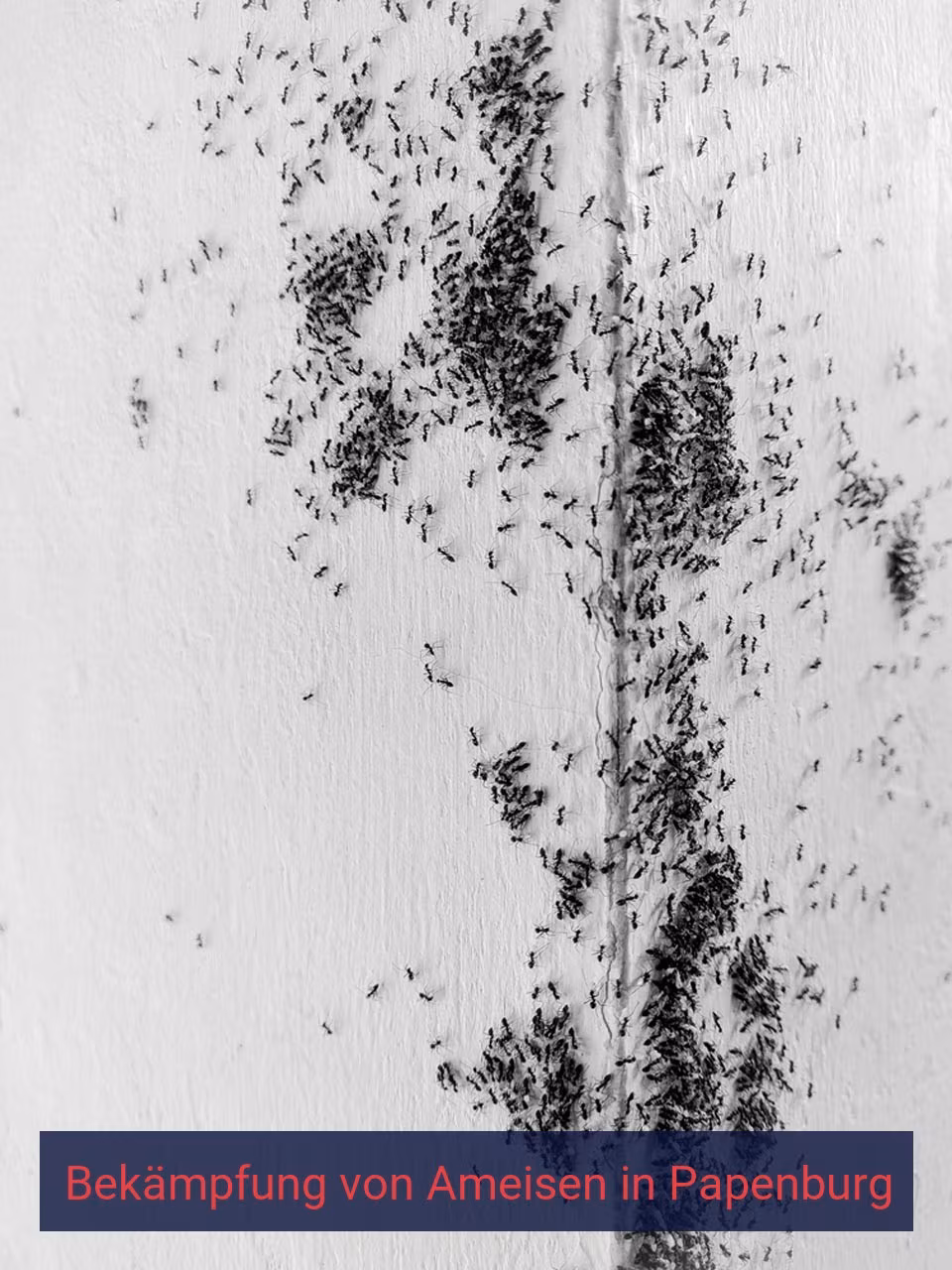 Bekämpfung von Ameisen {Stadt(city_name)