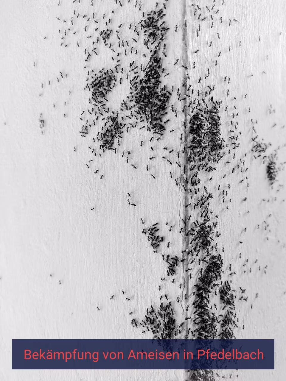 Bekämpfung von Ameisen {Stadt(city_name)