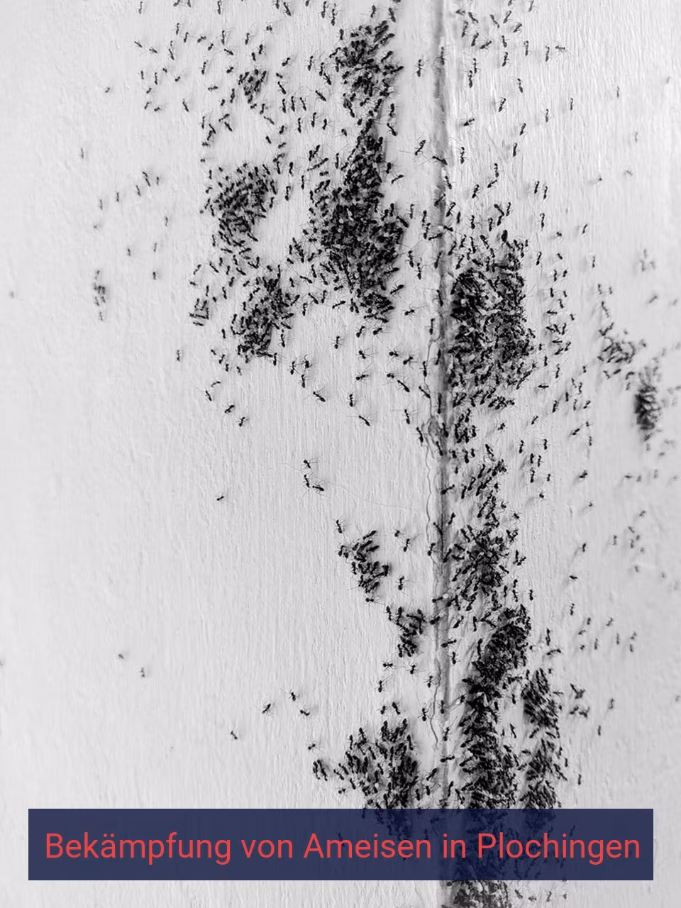 Bekämpfung von Ameisen {Stadt(city_name)