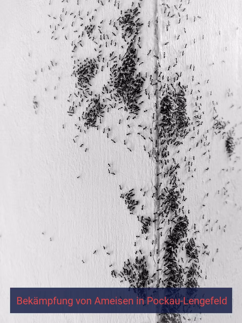 Bekämpfung von Ameisen {Stadt(city_name)
