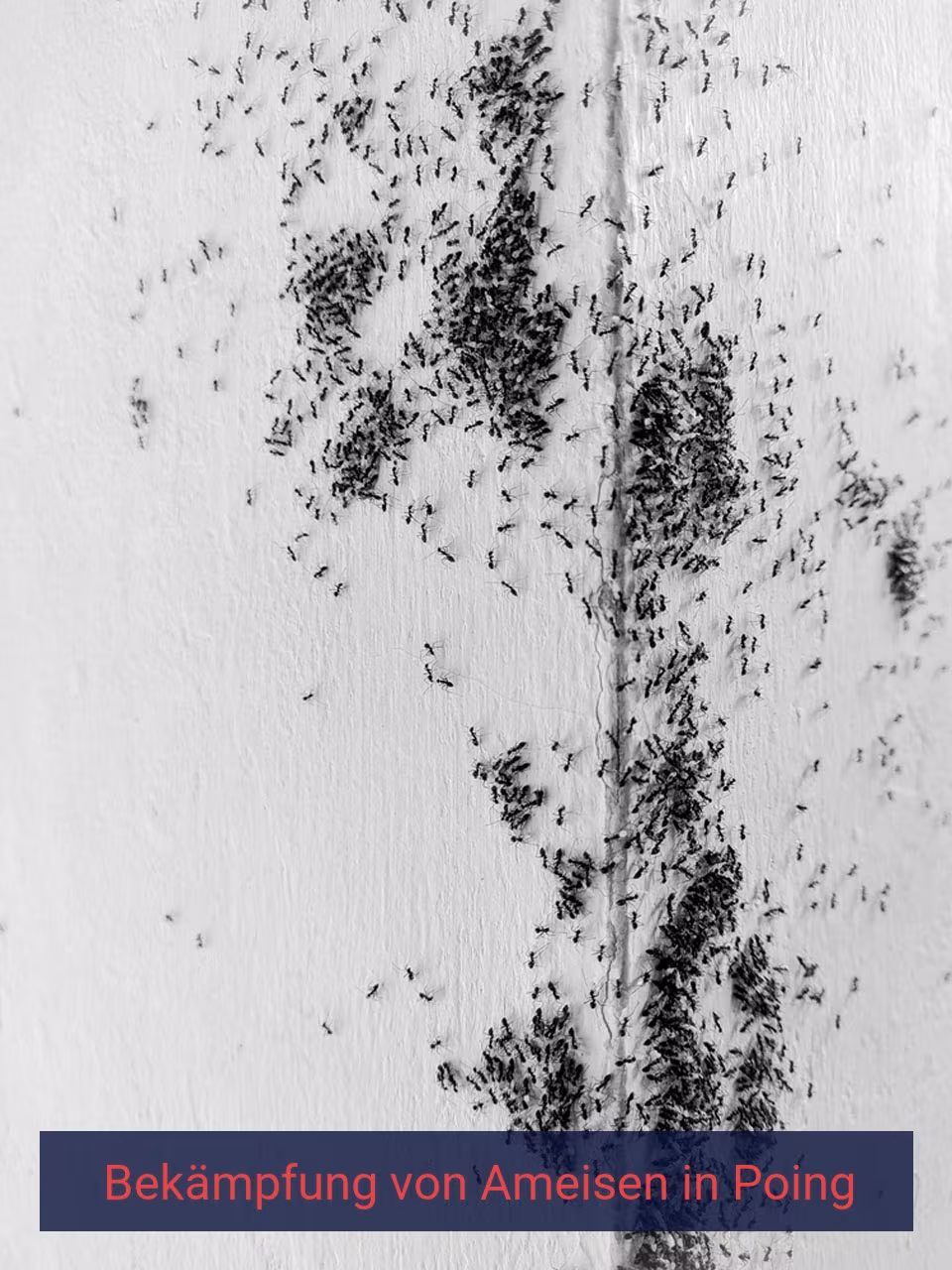 Bekämpfung von Ameisen {Stadt(city_name)