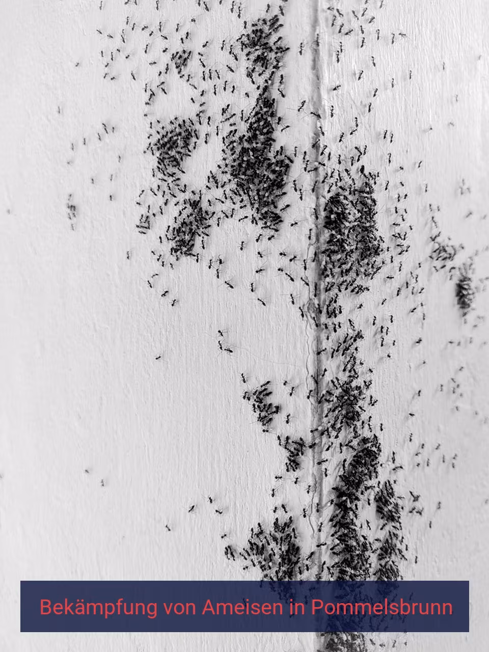 Bekämpfung von Ameisen {Stadt(city_name)