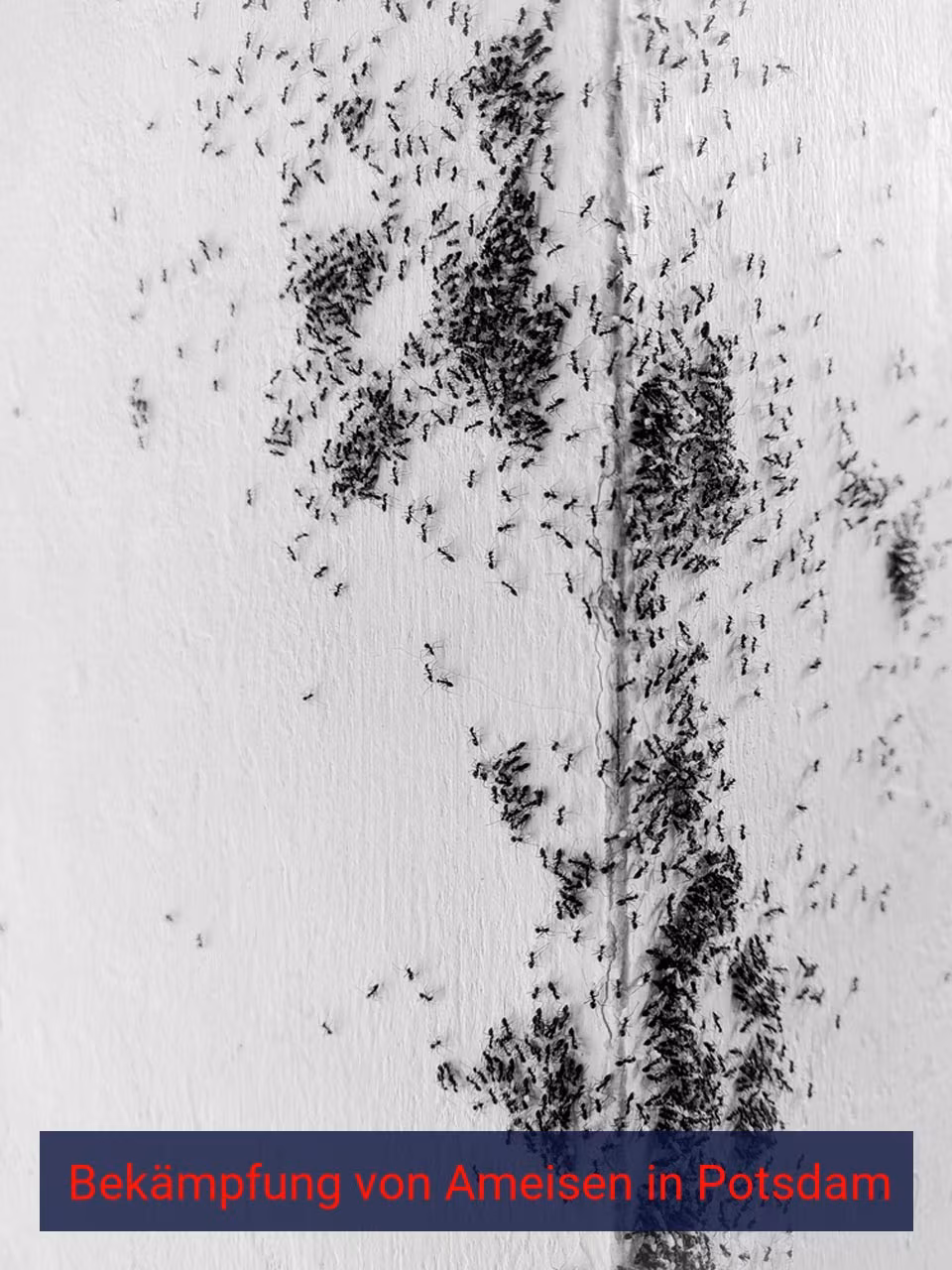 Bekämpfung von Ameisen {Stadt(city_name)