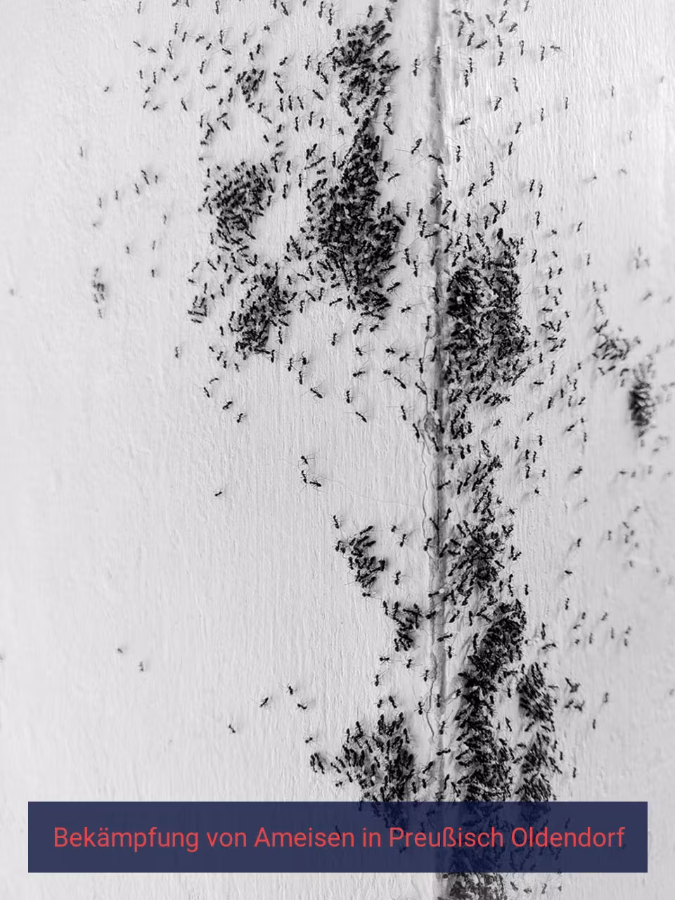 Bekämpfung von Ameisen {Stadt(city_name)