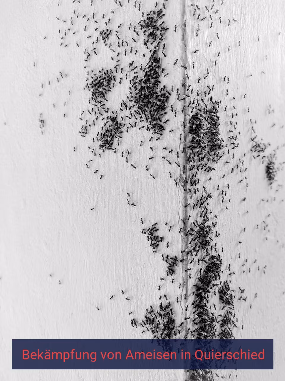 Bekämpfung von Ameisen {Stadt(city_name)
