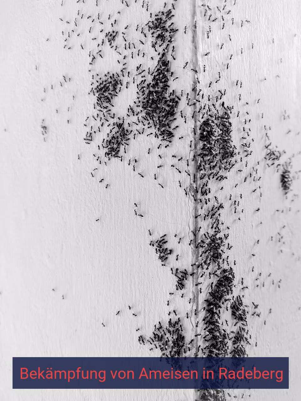 Bekämpfung von Ameisen {Stadt(city_name)