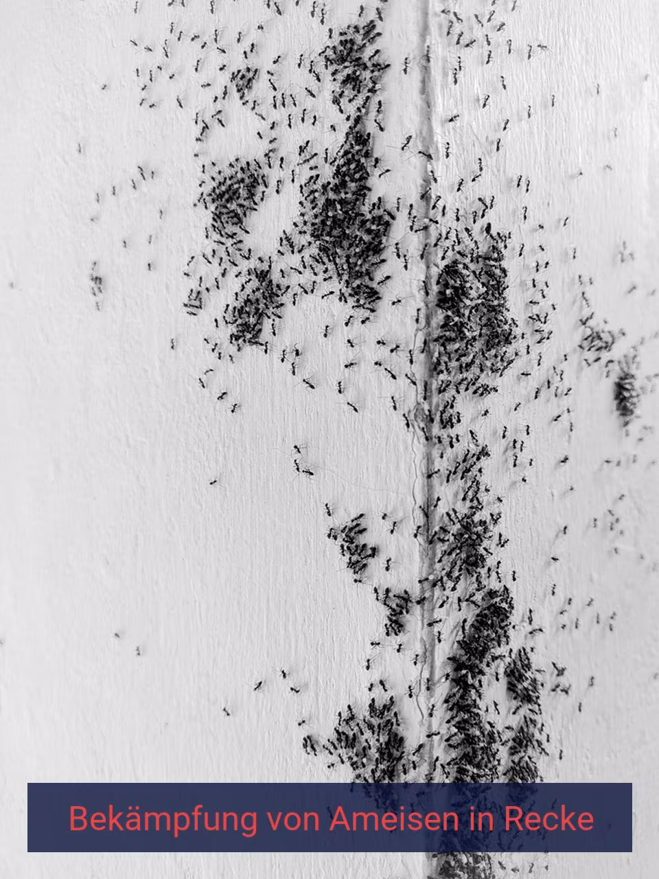 Bekämpfung von Ameisen {Stadt(city_name)