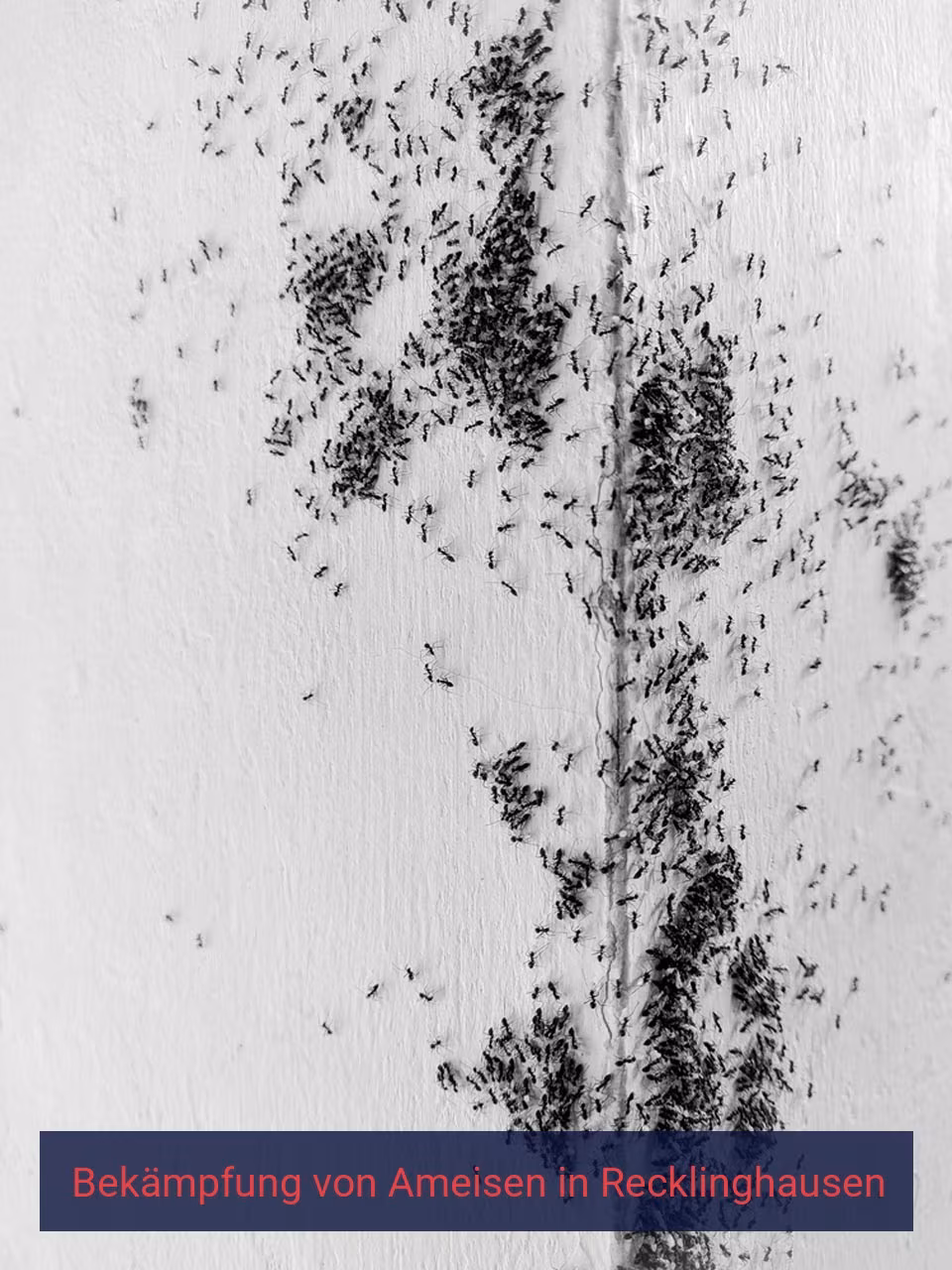 Bekämpfung von Ameisen {Stadt(city_name)