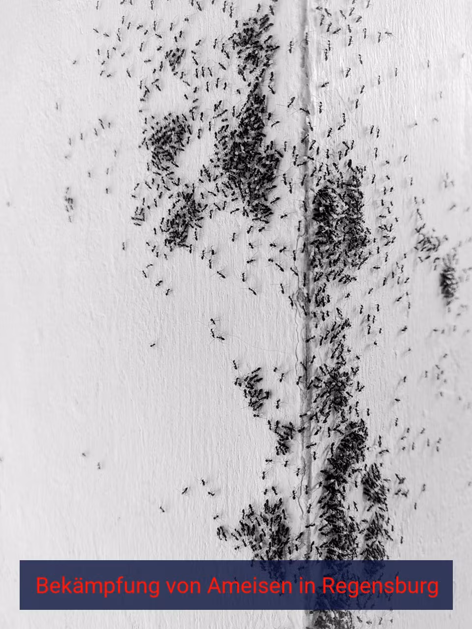 Bekämpfung von Ameisen {Stadt(city_name)