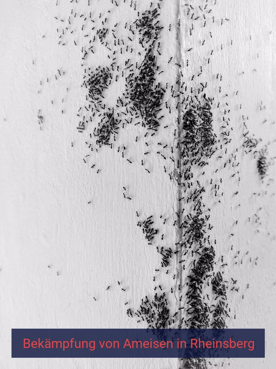 Bekämpfung von Ameisen {Stadt(city_name)